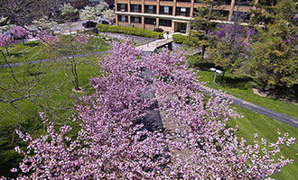 Spring Campus – Flowering Trees